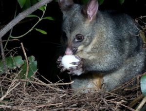 Possum (Pest) eating egg