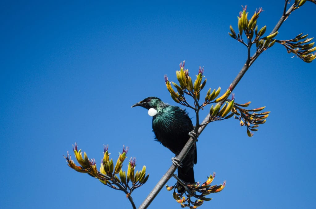 NZ's Obsession with Native Wildlife - Perino Yarns